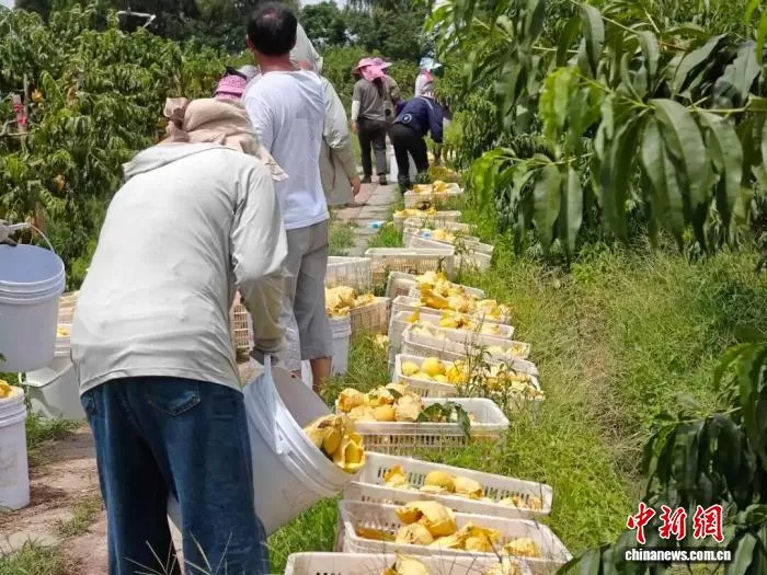 浙江省嘉兴市嘉善县姚庄镇北鹤村，工人抢收黄桃。嘉善县委宣传部供图