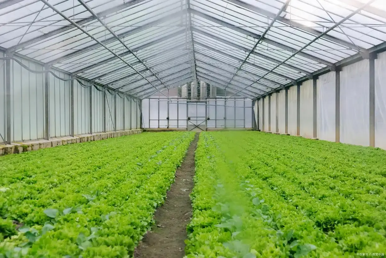 温室大棚蔬菜种植的技术问题，你踩到几个雷区