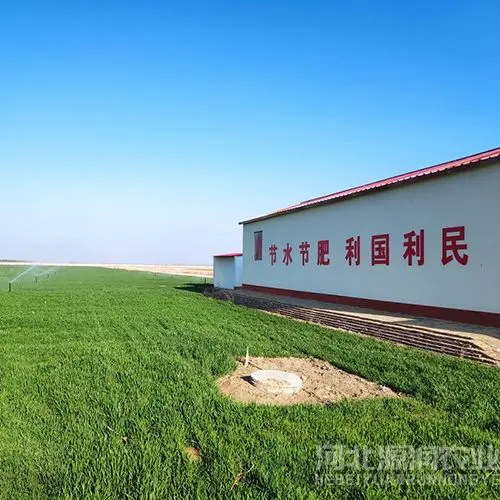 南皮小麦1.jpg