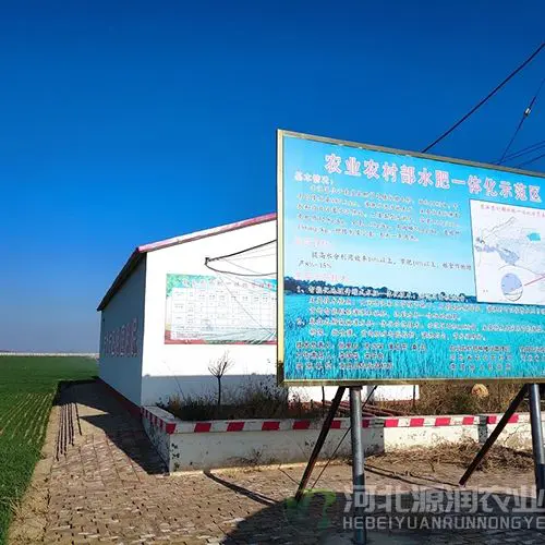 南皮小麦5.jpg